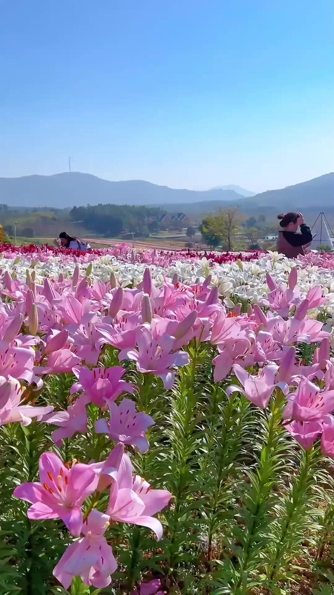 苹果版花海视频下载(苹果版花海视频下载教程)-第9张图片-有道翻译官网 苹果版花海视频下载(苹果版花海视频下载教程)-第9张图片-有道翻译官网