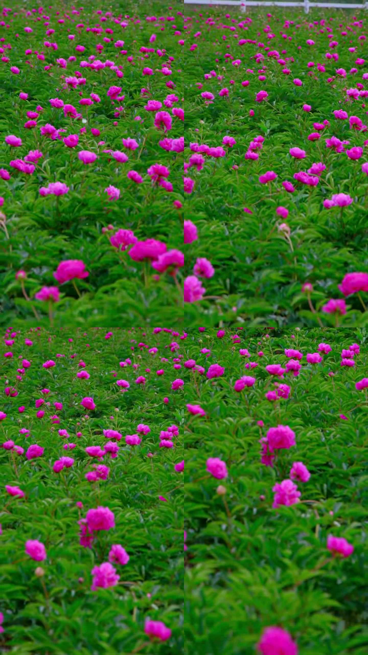 苹果版花海视频下载(苹果版花海视频下载教程)-第17张图片-有道翻译官网 苹果版花海视频下载(苹果版花海视频下载教程)-第17张图片-有道翻译官网